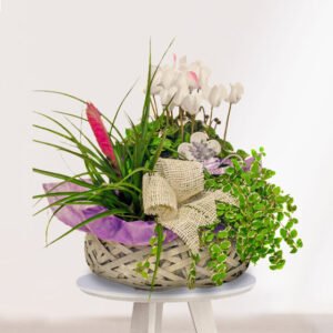 Cesta de Plantas jamaica