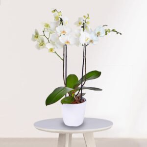 Orquidea Blanca para Regalo