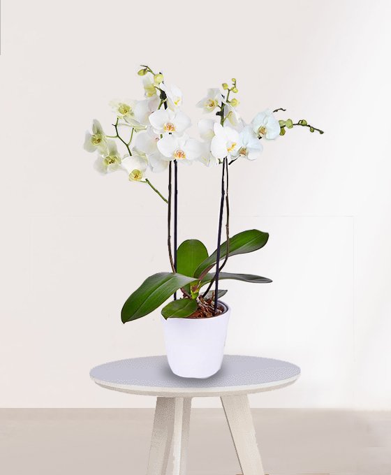 Orquidea Blanca para Regalo