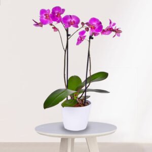 Orquidea Rosa para regalar
